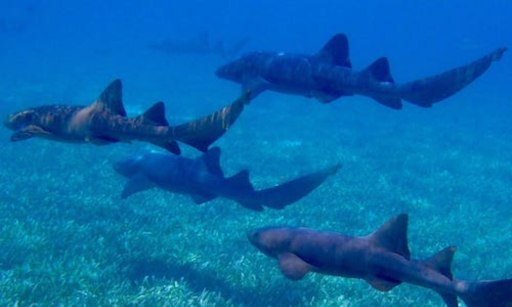 wildlife indian river lagoon